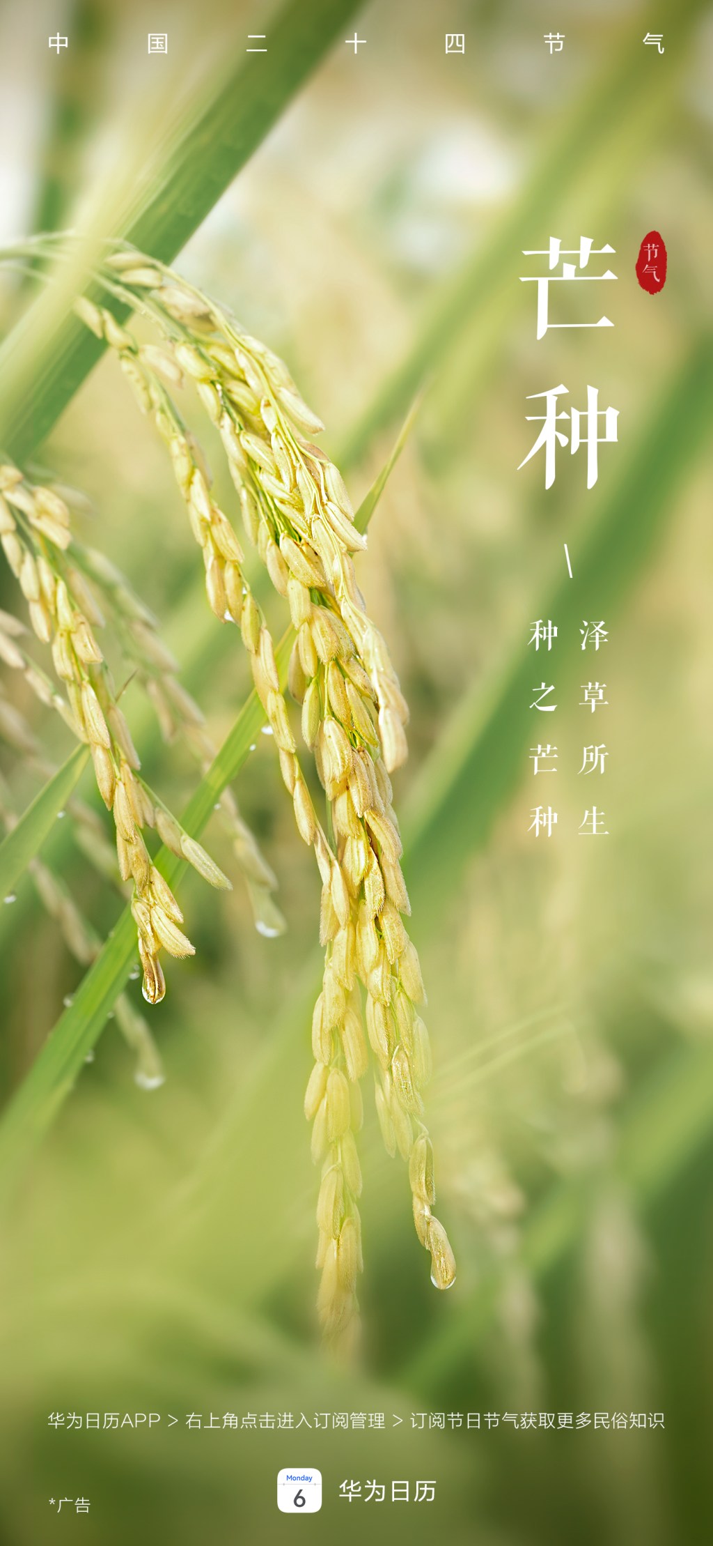 华为日历节气海报